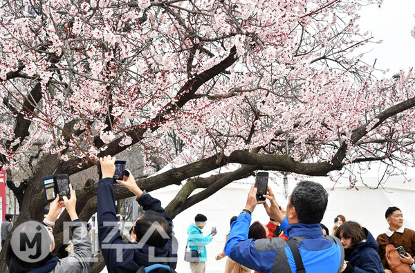 29일 오전 서울 여의도 '2024 영등포여의도 봄꽃축제'가 열리는 행사장에서 시민들이 벚꽃을 배경으로 사진을 찍으며 봉의 정취를 한껏 느끼고 있다.  ⓒ민주신문 김현수 기자