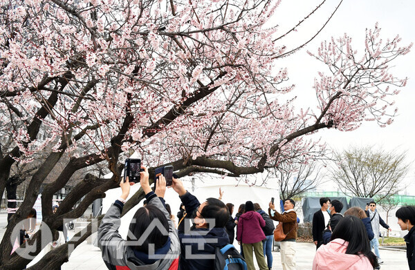 29일 오전 서울 여의도  '2024 영등포여의도 봄꽃축제'가 열리는 행사장에서 시민들이 벚꽃을 배경으로 사진을 찍으며 봉의 정취를 한껏 느끼고 있다.   ⓒ민주신문 김현수 기자