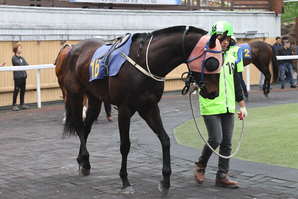 글로벌태양 ⓒ 한국마사회