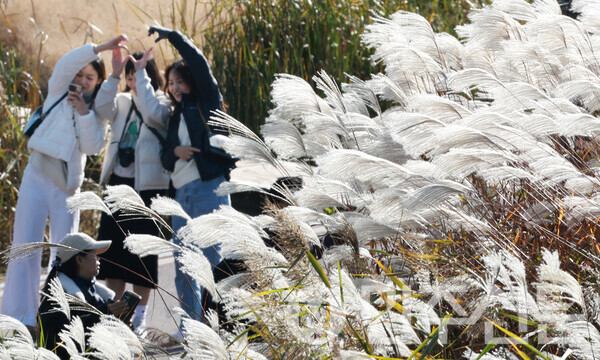 ​3일 오후 서울 마포구에 위치한 하늘공원에서 시민들이 억새풀과 자연을 느끼며 가을의 정취를 만끽하고 있다. ⓒ민주신문 김현수 기자​