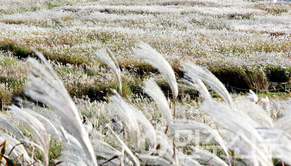 3일 오후 서울 마포구에 위치한 하늘공원에서 시민들이 억새풀과 자연을 느끼며 가을의 정취를 만끽하고 있다.   ⓒ민주신문 김현수 기자