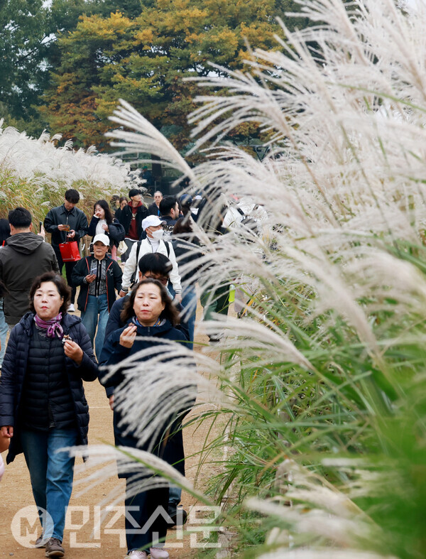3일 오후 서울 마포구에 위치한 하늘공원에서 시민들이 억새풀과 자연을 느끼며 가을의 정취를 만끽하고 있다.   ⓒ민주신문 김현수 기자