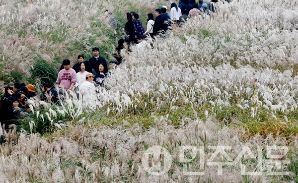 3일 오후 서울 마포구에 위치한 하늘공원에서 시민들이 억새풀과 자연을 느끼며 가을의 정취를 만끽하고 있다.   ⓒ민주신문 김현수 기자