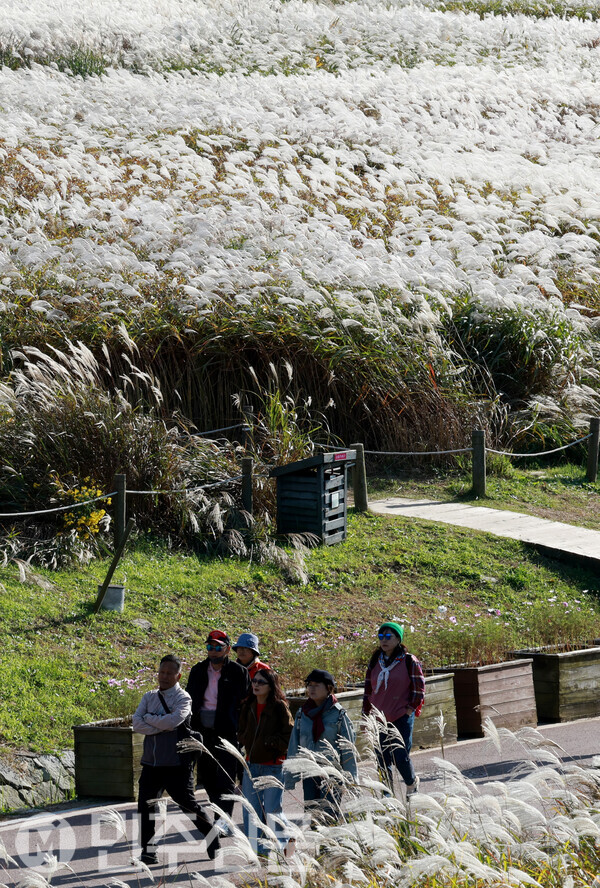 3일 오후 서울 마포구에 위치한 하늘공원에서 시민들이 억새풀과 자연을 느끼며 가을의 정취를 만끽하고 있다.   ⓒ민주신문 김현수 기자
