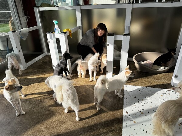 유기견들에게 사료를 주는 모습. ⓒ한국식품안전관리인증원